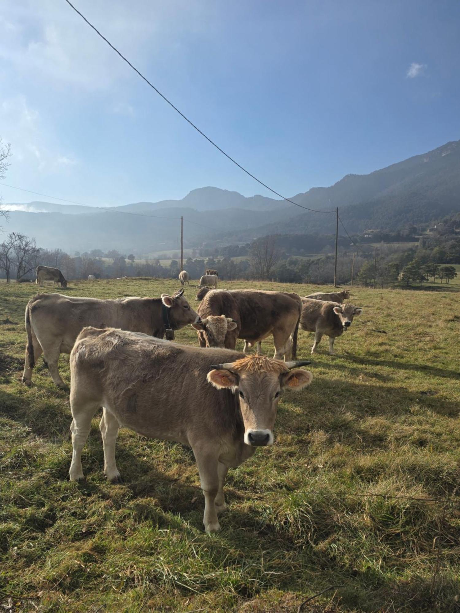 Complex Rural Can Caubet Берга Экстерьер фото